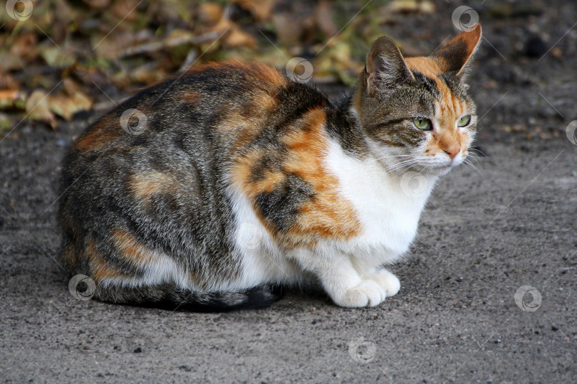 Скачать Кошка с шерстью черепахового цвета. фотосток Ozero