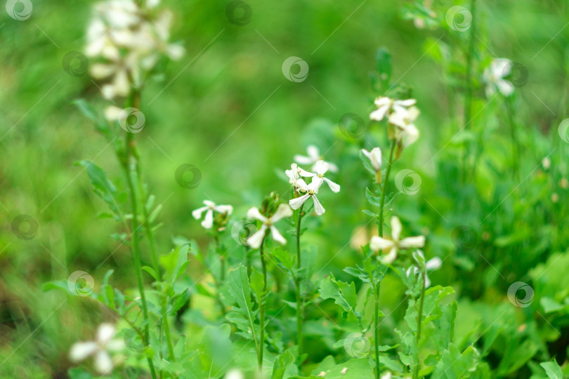 Скачать Цветение растения arugula Eruca sativa, селективный фокус фотосток Ozero