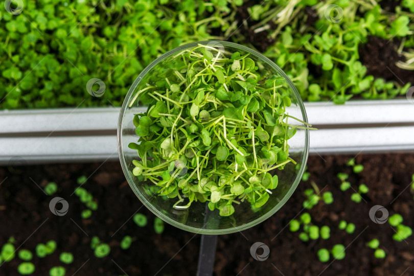 Скачать Микро- зеленые ростки сырые ростки, микро- зеленые, концепция здорового питания. Избирательный фокус фотосток Ozero