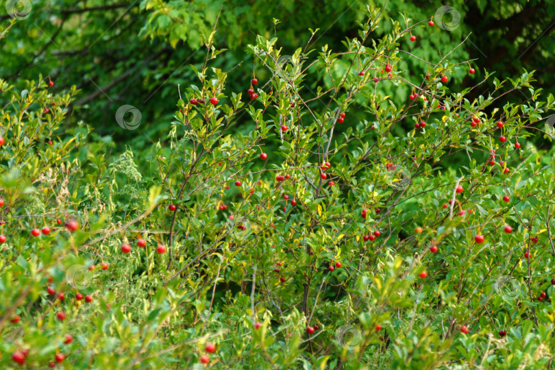 Скачать Спелая дикая вишня, ветка черешни. Лето. Сочные сладкие ягоды. фотосток Ozero