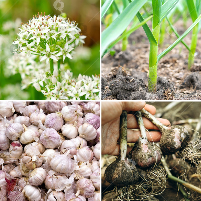 Скачать Совместное выращивание чеснока и лука для выращивания овощей. Квадратный формат фотосток Ozero