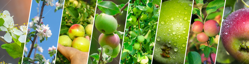 Скачать Коллаж из урожая яблок и свежесобранное яблоко в саду. Горизонтальный баннер фотосток Ozero