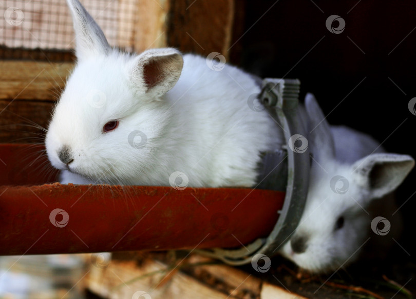 Скачать Маленький пушистый кролик сидит в старой кормушке. фотосток Ozero