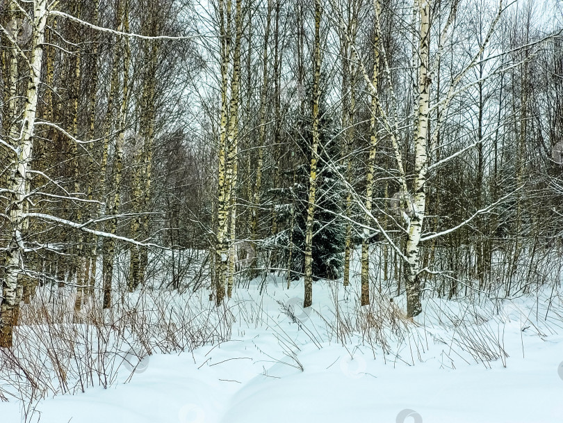 Скачать Березы в зимнем лесу, покрытом снегом фотосток Ozero