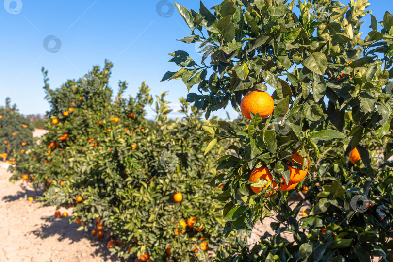 Скачать Апельсины растут на деревьях на ферме фотосток Ozero