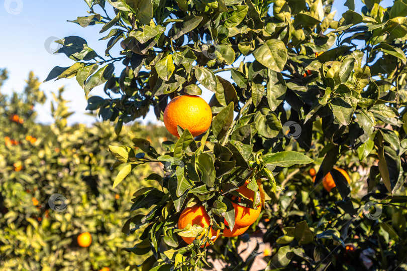 Урожайность апельсинов