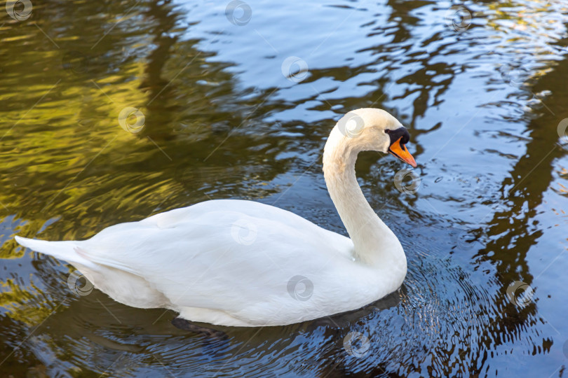 Скачать Белый лебедь плавает в пруду с голубой водой фотосток Ozero