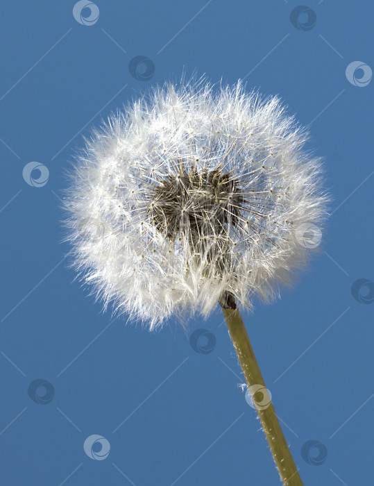 Скачать Пушистый белый цветок одуванчика на фоне голубого неба. фотосток Ozero
