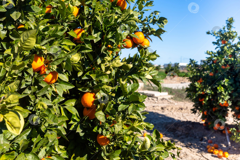 Скачать Апельсины растут на деревьях на ферме фотосток Ozero