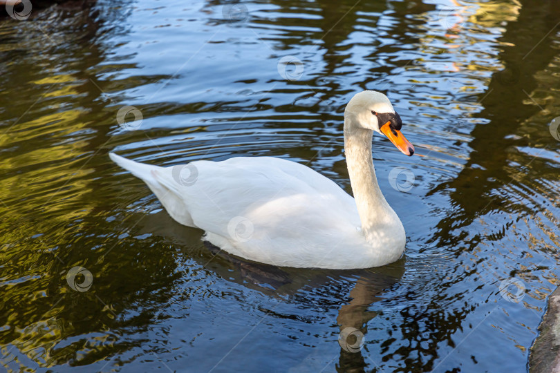 Скачать Белый лебедь плавает в пруду с голубой водой фотосток Ozero
