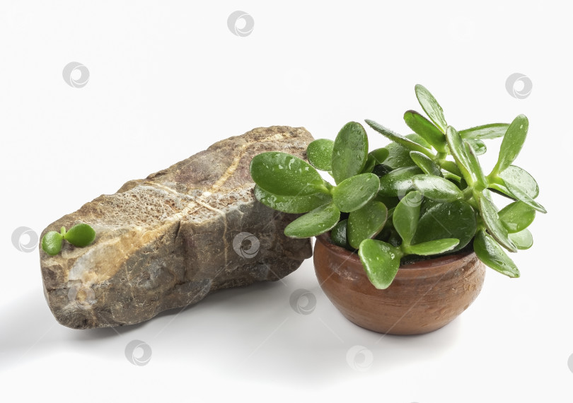 Скачать Каменный подиум и зеленое растение в горшке. фотосток Ozero