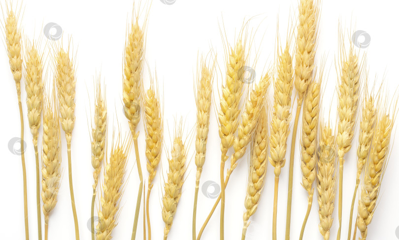 Скачать Золотые колосья пшеницы на белом фоне. фотосток Ozero