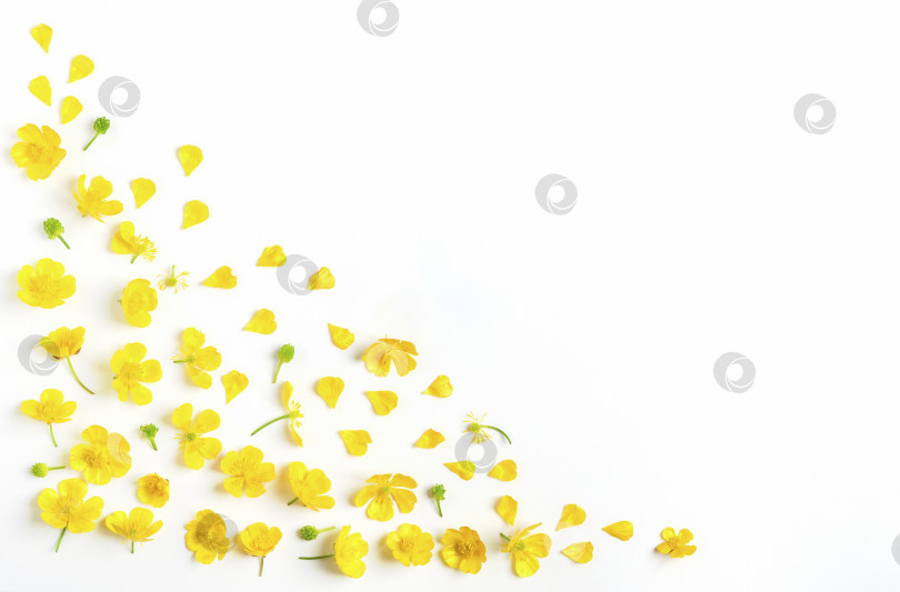 Скачать Композиция из желтых полевых цветов. фотосток Ozero