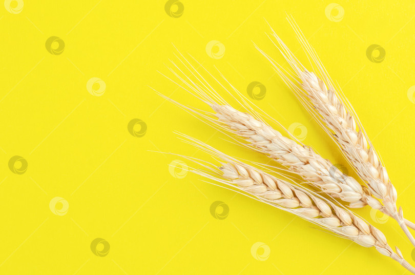 Скачать Три колосья хлеба на желтом фоне. фотосток Ozero