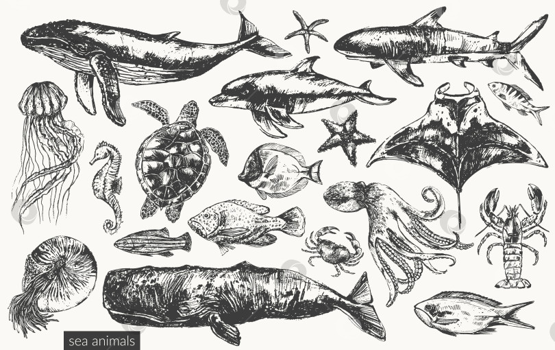Скачать Векторная иллюстрация морских животных фотосток Ozero
