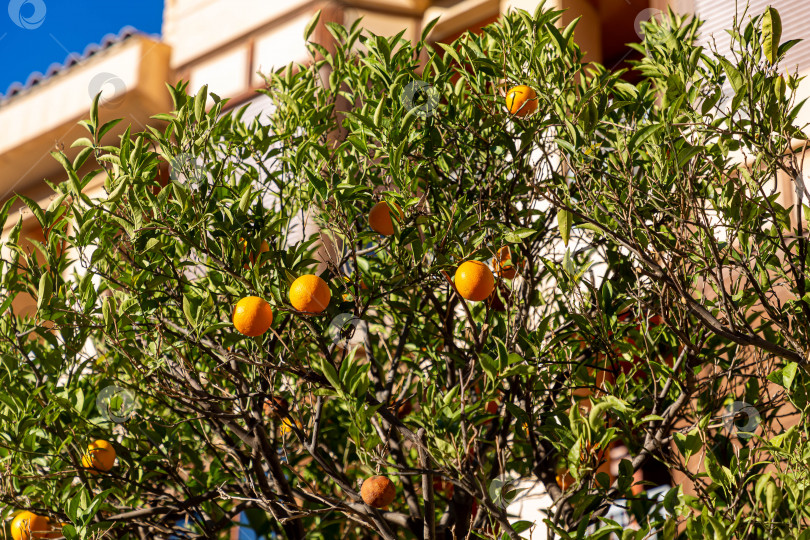 Скачать Апельсины растут на дереве в саду рядом с домом фотосток Ozero
