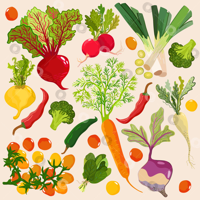 Скачать Летние овощи. Векторная коллекция, выделенная на светлом фоне. фотосток Ozero