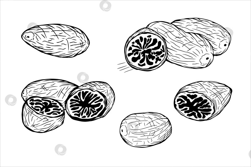 Скачать Набор мускатных орехов ручной работы, целых, половинок и ломтиков фотосток Ozero