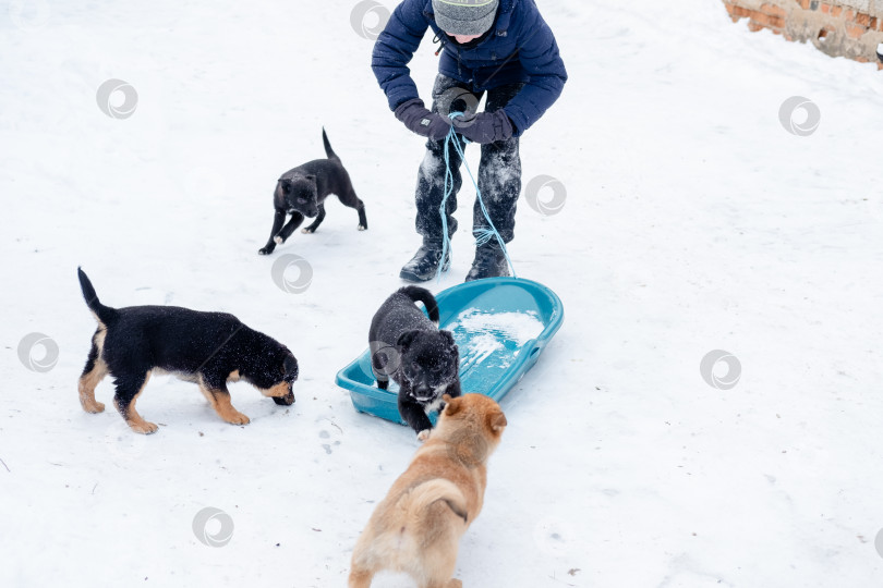 Скачать Щенки катаются по льду в снегу. Забавные игры с собакой на улице зимой фотосток Ozero