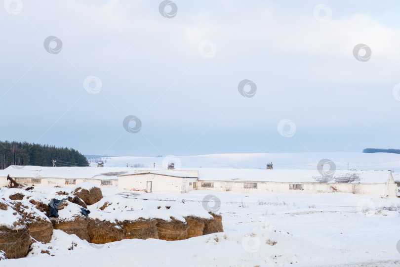 Скачать стога сена зимой на снегу на ферме, на фоне леса фотосток Ozero