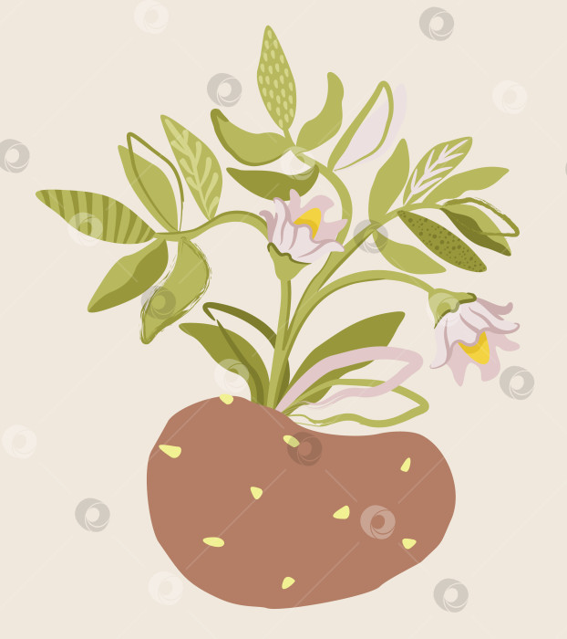 Скачать Декоративная абстрактная изолированная иллюстрация картофеля с листьями и цветами. фотосток Ozero