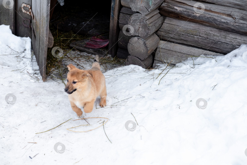 Скачать рыжий щенок бегает зимой по снегу. брошенные животные фотосток Ozero