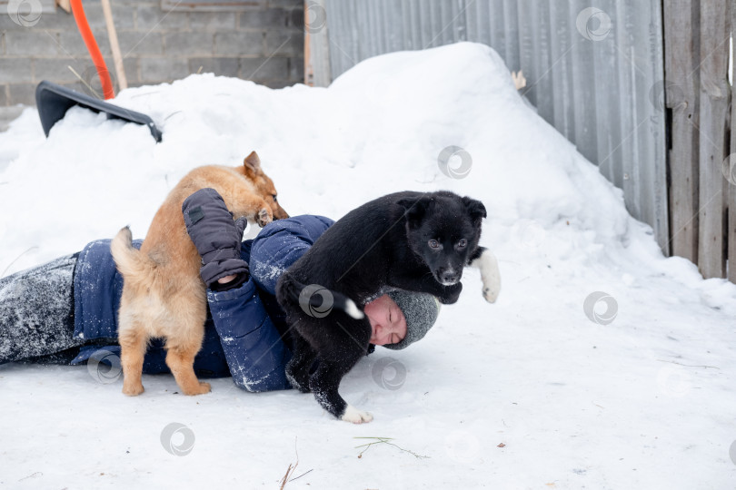 Скачать Щенки бросили ребенка на снег, и все радуются. Забавные игры с собакой на улице зимой фотосток Ozero
