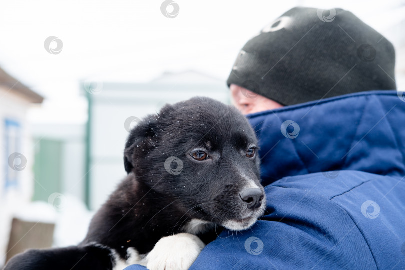 Скачать черный щенок с испуганными глазами в руках мужчины. Брошенные и уличные собаки фотосток Ozero