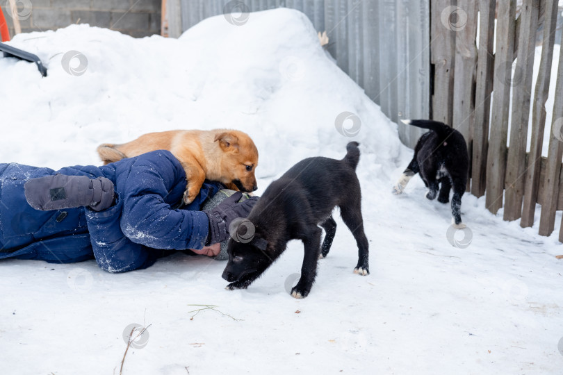 Скачать Щенки бросили ребенка на снег, и все радуются. Забавные игры с собакой на улице зимой фотосток Ozero