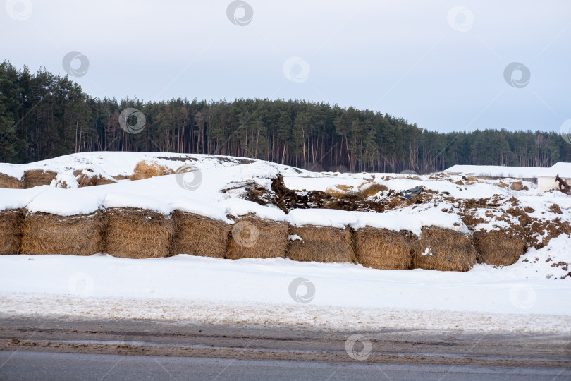 Скачать стога сена зимой на снегу на ферме, на фоне леса фотосток Ozero