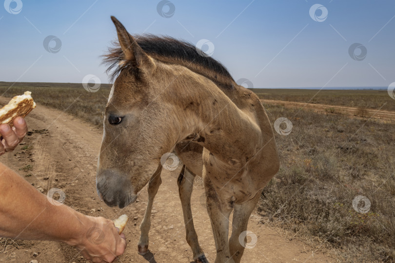 Скачать Крупным планом инструменты для ручной колки дров фотосток Ozero