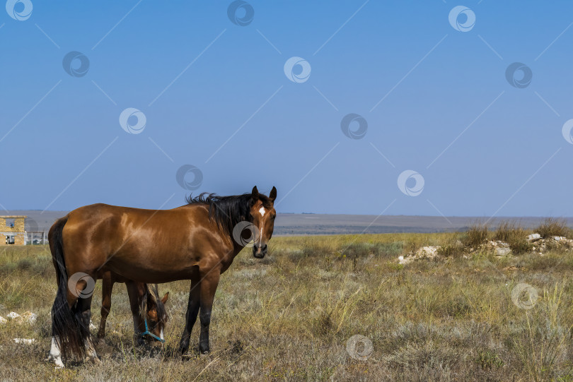 Скачать лошади в степи фотосток Ozero