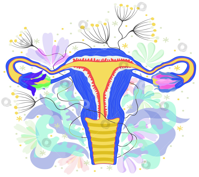 Скачать Женская репродуктивная система, украшенная цветами. фотосток Ozero