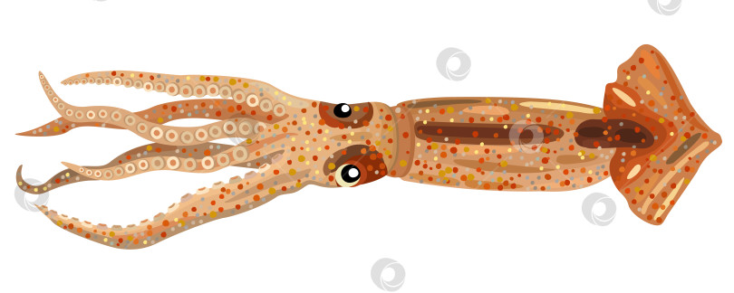 Скачать Векторная изолированная иллюстрация кальмара. фотосток Ozero