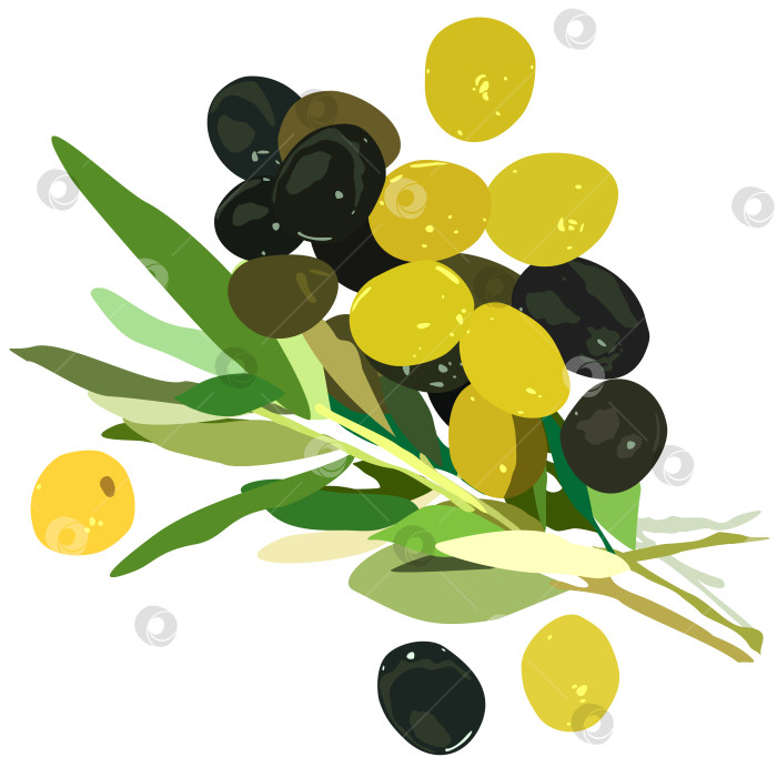 Скачать Векторная изолированная иллюстрация оливковой ветви. фотосток Ozero