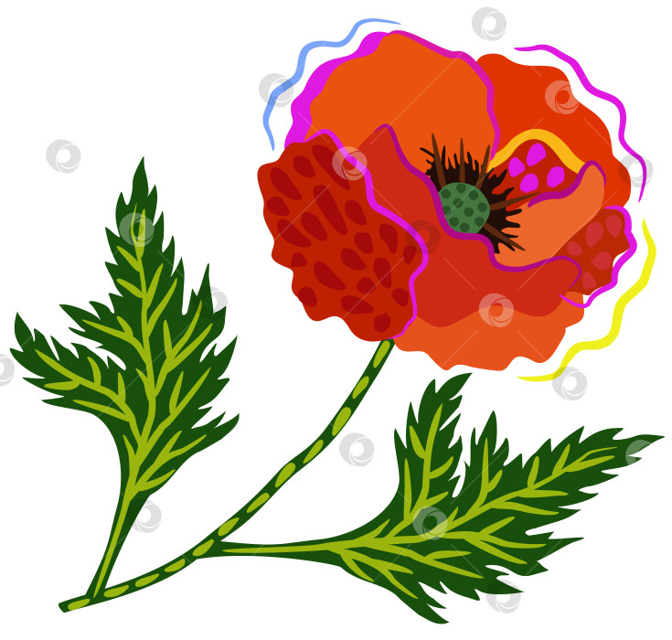 Скачать Векторная изолированная иллюстрация цветка мака. фотосток Ozero
