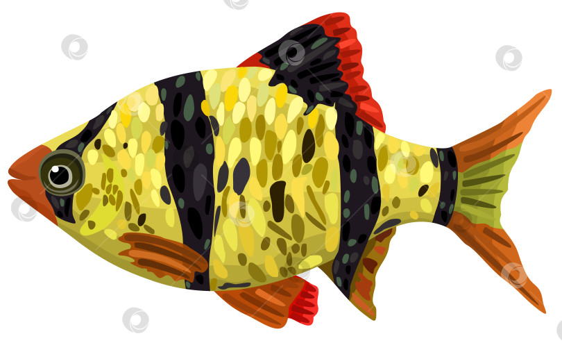 Скачать Векторная изолированная иллюстрация декоративной рыбы барбус. фотосток Ozero