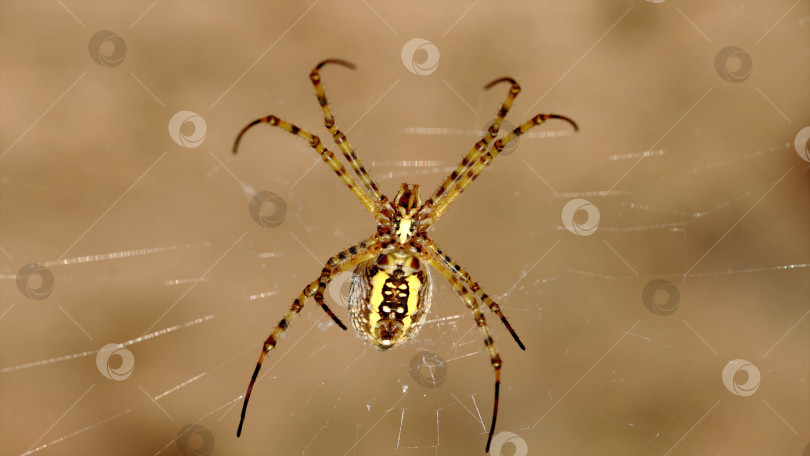 Скачать The horned spider. фотосток Ozero