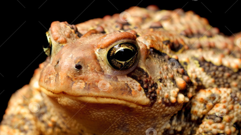 Скачать Серая жаба. фотосток Ozero