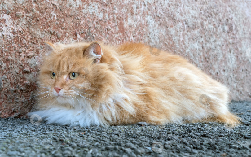 Скачать Бездомный рыжий персидский кот, лежащий на тротуаре на улице. фотосток Ozero