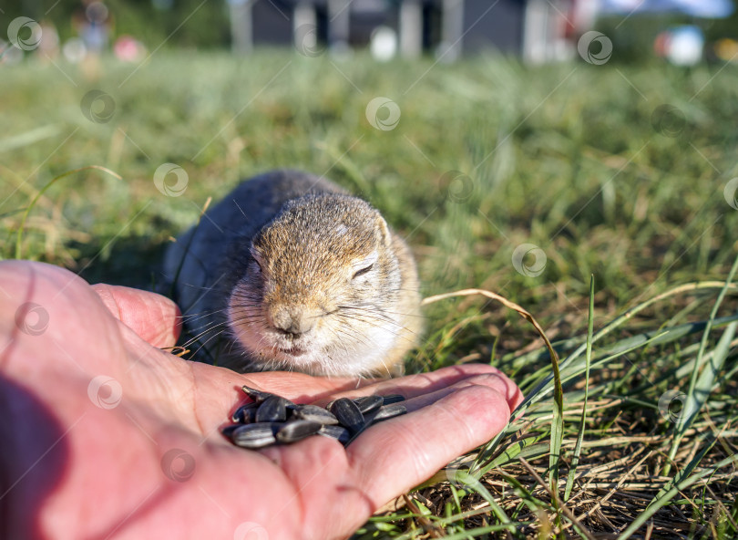 Скачать Детеныш суслика ест семечки подсолнуха с человеческой руки. фотосток Ozero