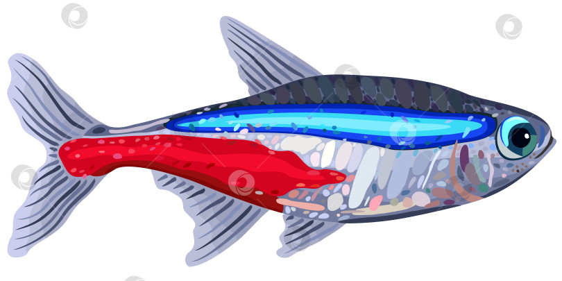 Скачать Векторная изолированная иллюстрация декоративной аквариумной рыбки neon tetra. фотосток Ozero
