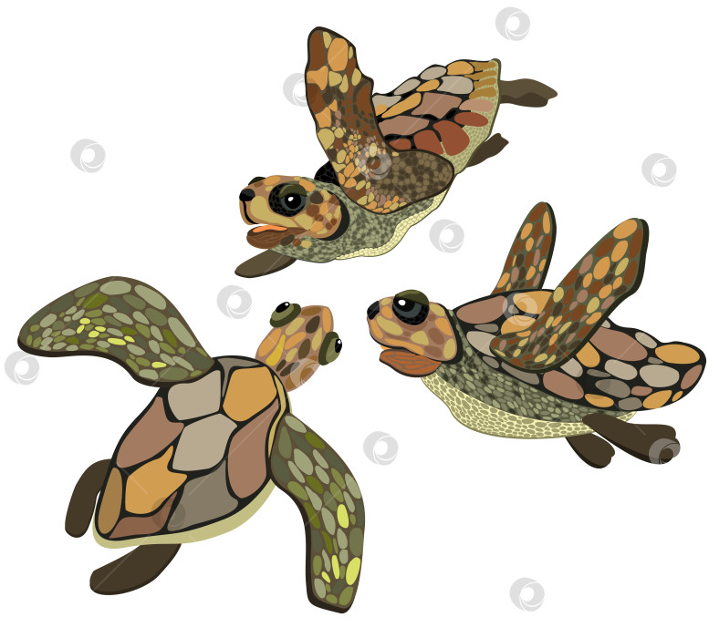 Скачать Векторная изолированная иллюстрация трех морских черепах. фотосток Ozero