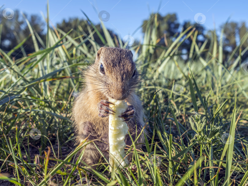 Скачать Суслик ест дыню на травянистом поле. фотосток Ozero