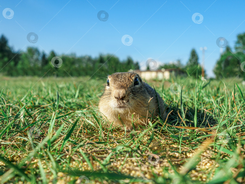 Скачать Суслик смотрит в камеру на травянистом лугу. фотосток Ozero