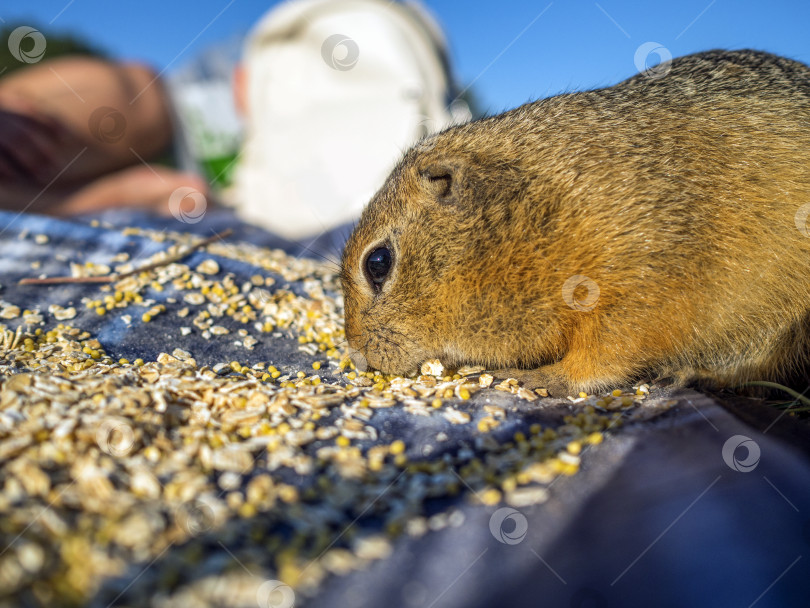 Скачать Суслик ест смесь проса и овсянки на одеяле для пикника. фотосток Ozero