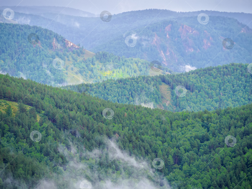Скачать Горные хребты, поросшие густым хвойным лесом в утреннем тумане. фотосток Ozero