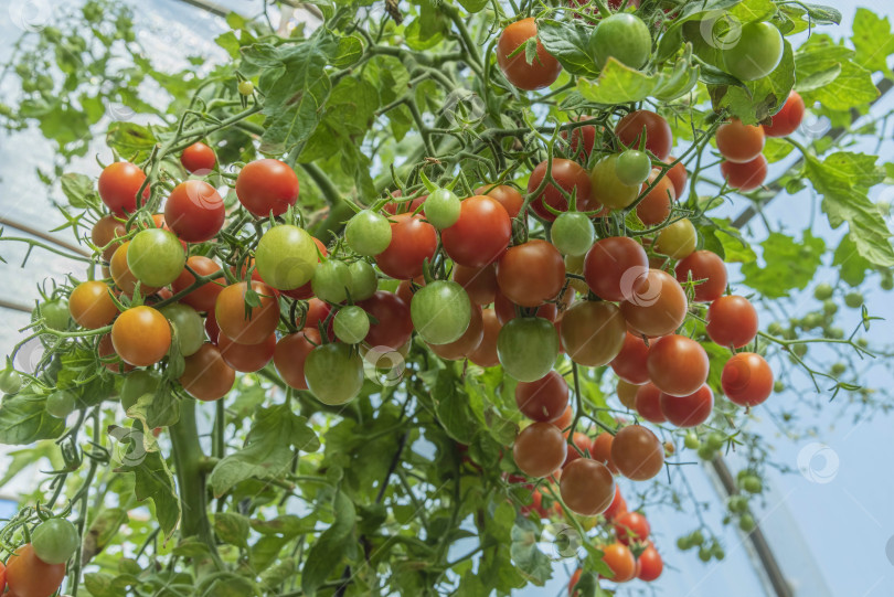 Скачать Томатная ветка с плодами томатов в теплице. фотосток Ozero