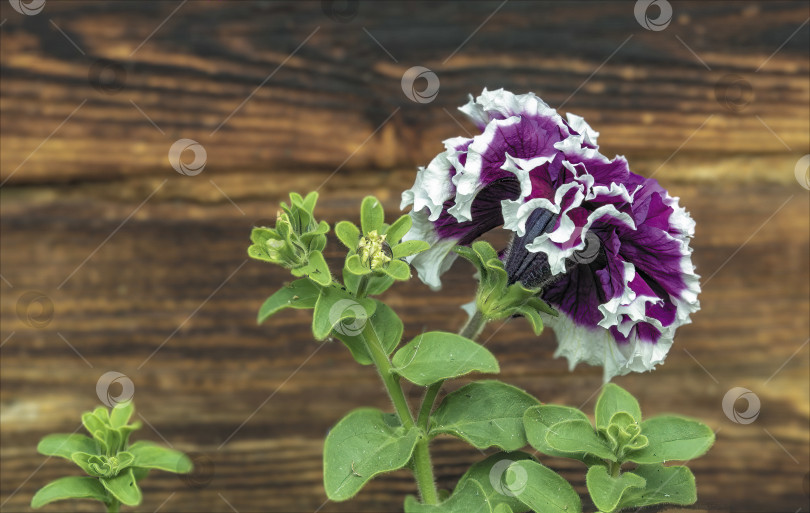 Скачать Цветы петунии в подвесной коробке на стене дома. фотосток Ozero