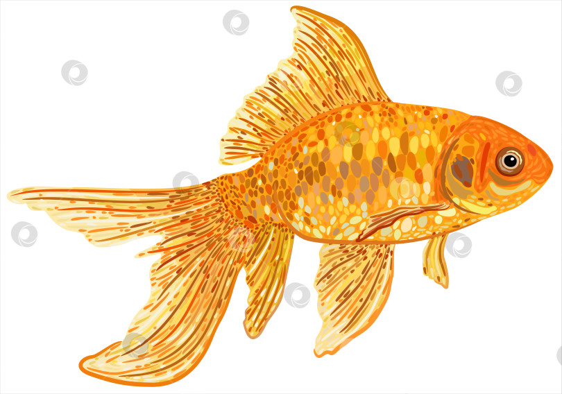 Скачать Векторная изолированная иллюстрация золотой рыбки. фотосток Ozero